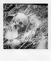 https://mail.bertrandcarriere.com:443/files/gimgs/th-38_29polaroids of war.jpg